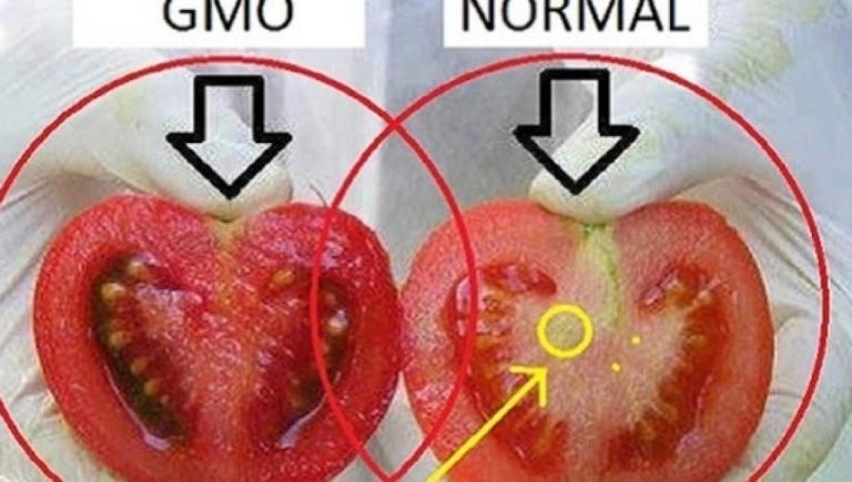 Alimentos Transgênicos
