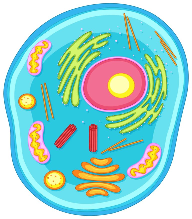 Citoplasma