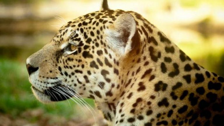 Clonar Animais Ameaçados