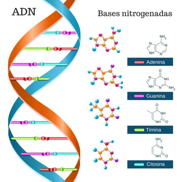 Estrutura dna