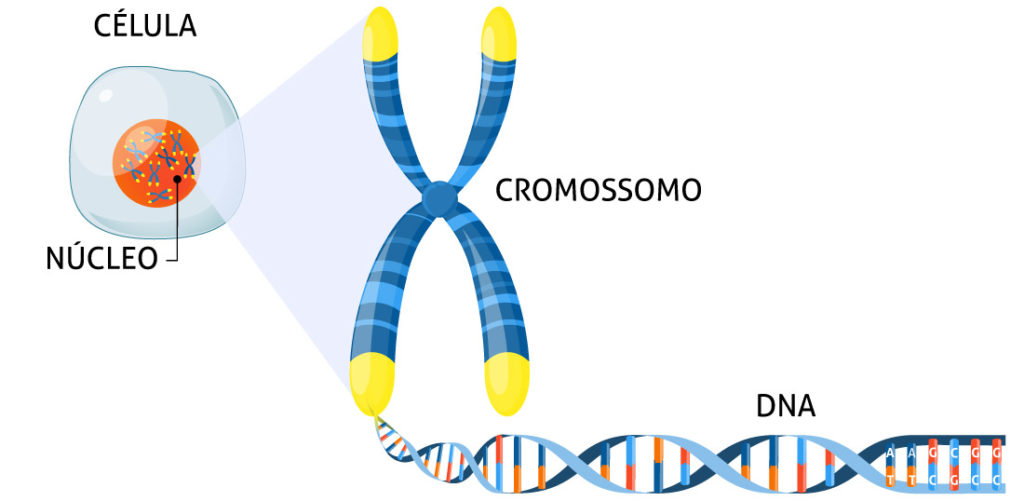 Estrutura do DNA