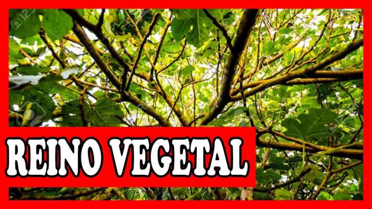 Ciclos Reprodutores dos Vegetais