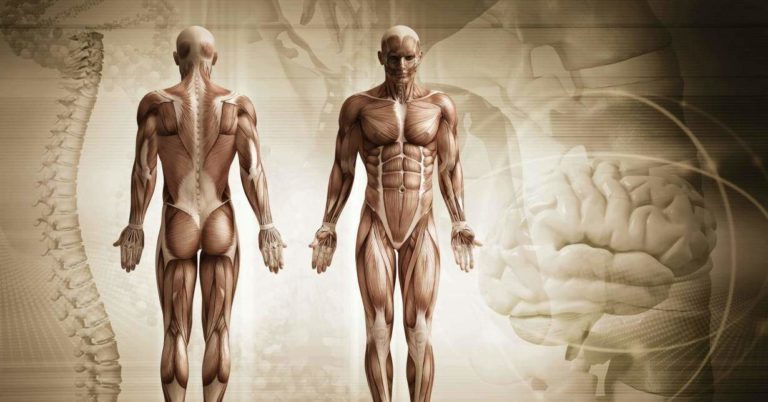 Anatomia