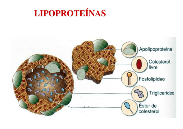 Antilipêmicos – Terapia Medicamentosa para Hipercolesterolem