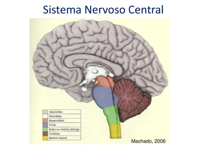 Sistema Nervoso Central