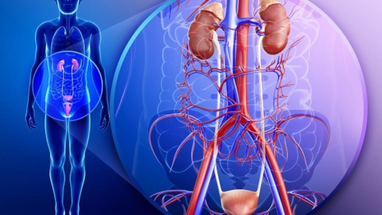 SISTEMA RENAL