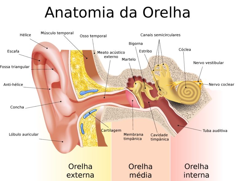 A INTER-RELAÇÃO ANÁTOMOFUNCIONAL DO APARELHO AUDITIVO