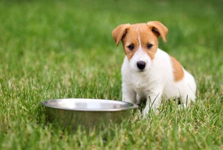 Exigências Nutricionais de Cães e Gatos