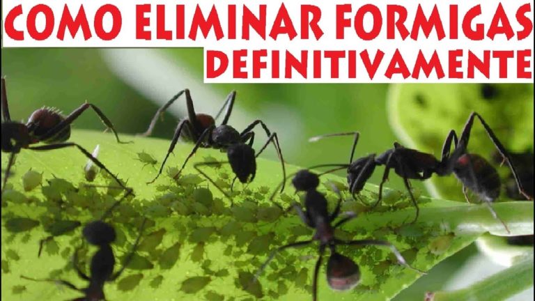 COMO AFASTAR FORMIGAS