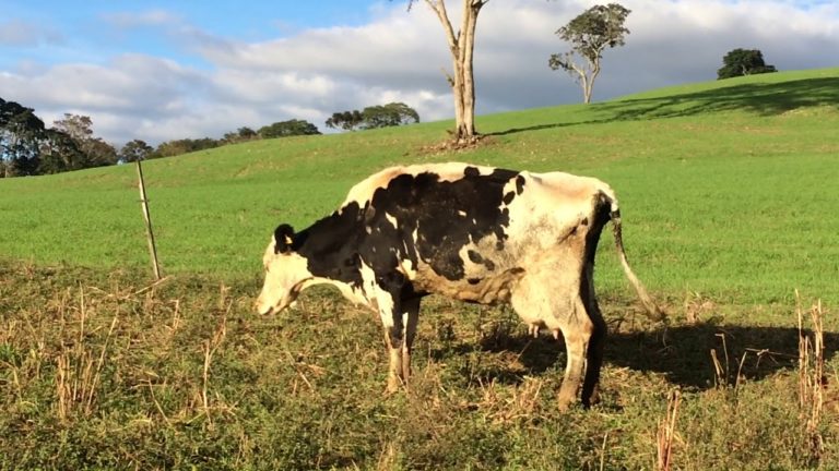 TUBERCULOSE BOVINA