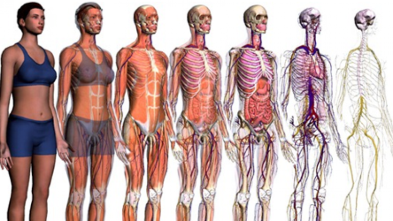 PERGUNTAS E RESPOSTAS CURIOSAS SOBRE O CORPO HUMANO
