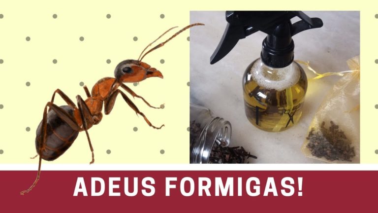 ELIMINE DE VEZ AS FORMIGAS