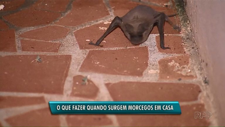 COMO ESPANTAR MORCEGOS E TRAÇAS DO SÓTÃO