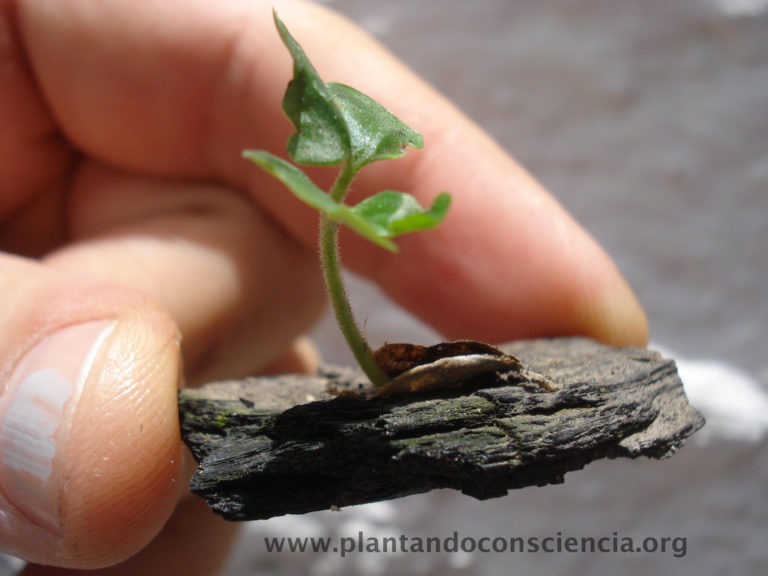 PERGUNTAS E RESPOSTAS CURIOSAS SOBRE PLANTAS