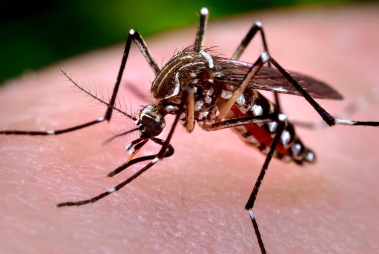AEDES AEGYPTI O MOSQUITO DA DENGUE