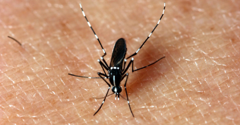 AEDES ALBOPICTUS