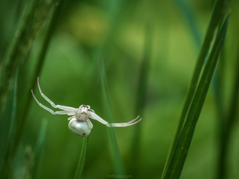 Downwind From Flowers