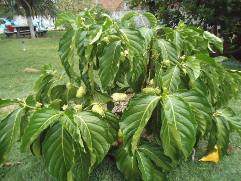 FRUTA MILAGROSA MORINDA CITRIFOLIA