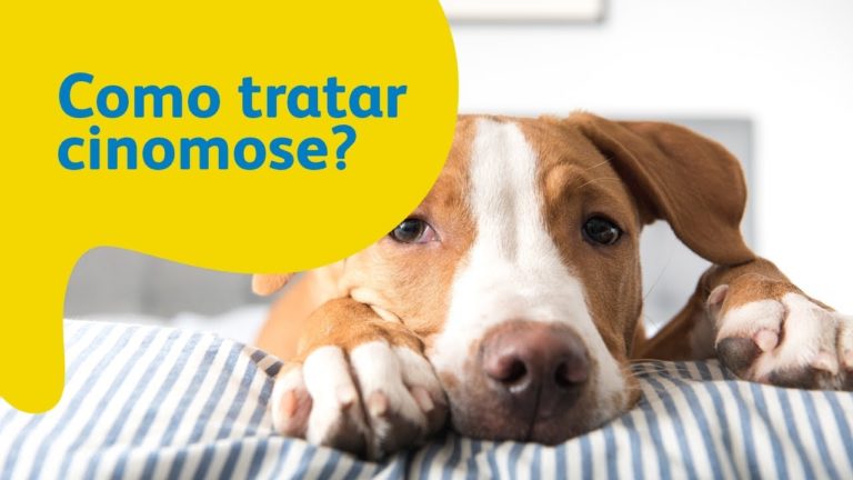 CINOMOSE