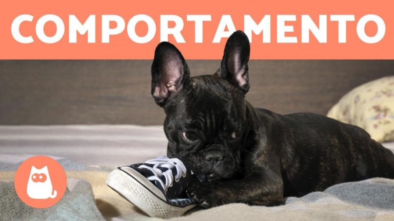 COMPORTAMENTO CANINO (A LINGUAGEM CANINA)