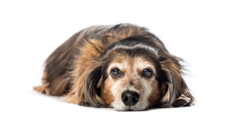 DICAS DE COMO CUIDAR DE SEU CÃO