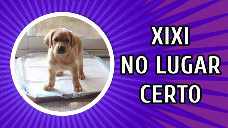 COMO FAZER O SEU CÃO FAZER AS NECESSIDADES NA RUA