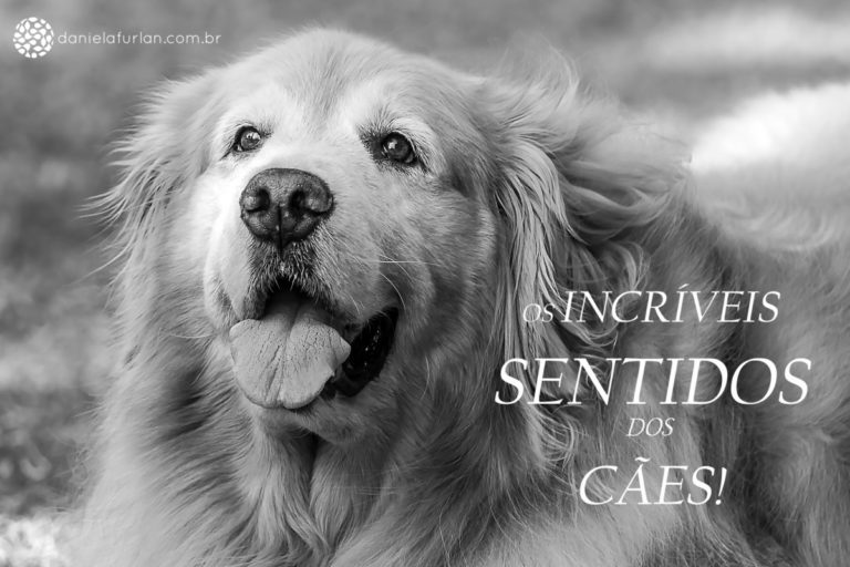 SENTIDOS CANINOS