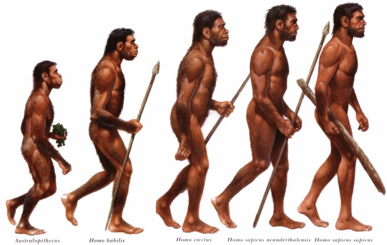 Evolução e Origem do Homem