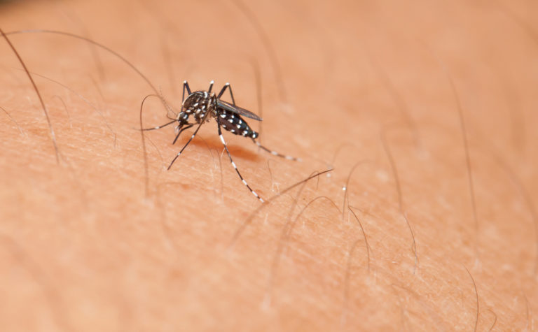 DENGUE