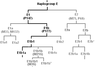 arvore_filogenetica_cladograma_horizontal_ancestral_acima