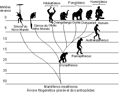 arvore_filogenetica_cronograma.