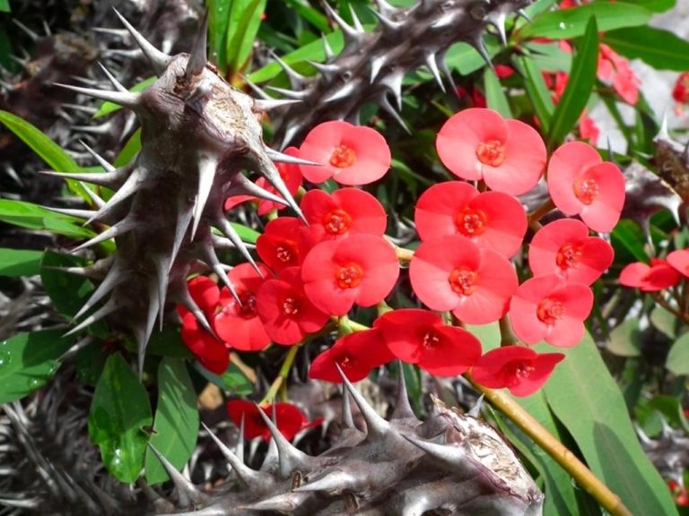 PLANTAS VENENOSAS