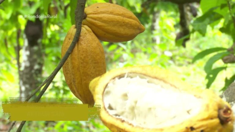 O CULTIVO DO CACAU