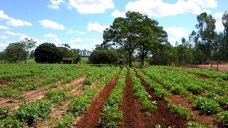 O CULTIVO DA MANDIOCA