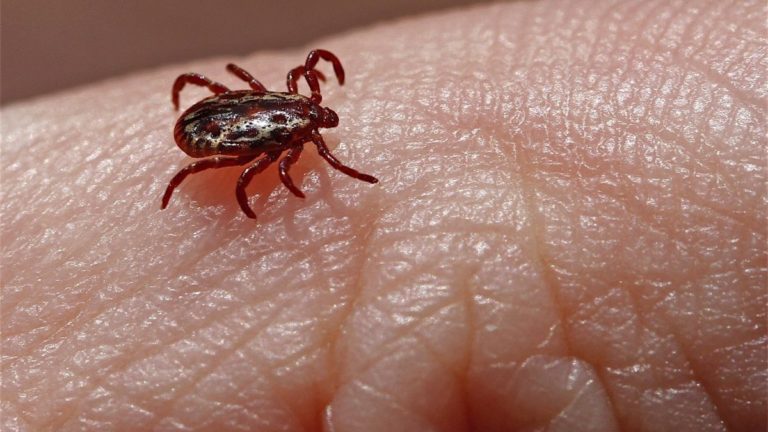 FEBRE MACULOSA