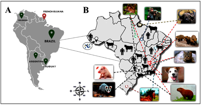 VIROSES CONFUNDÍVEIS COM FEBRE AFTOSA