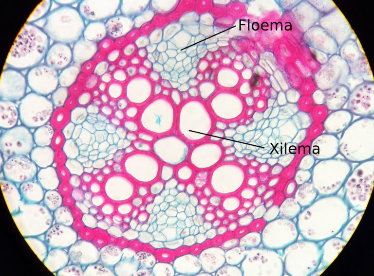XILEMA E FLOEMA