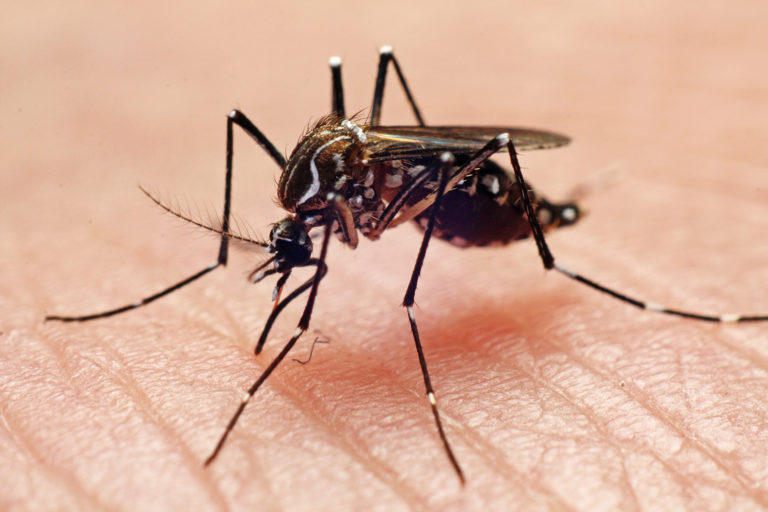 DENGUE