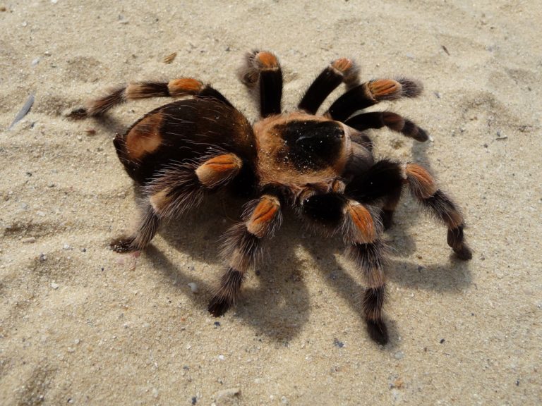 ARTROPODES