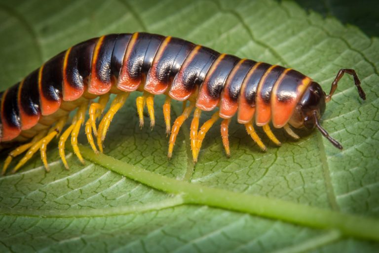 DIPLOPODES