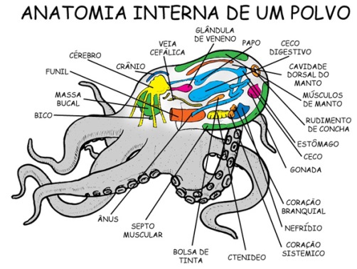 moluscos_anatomia_interna_de_um_polvo