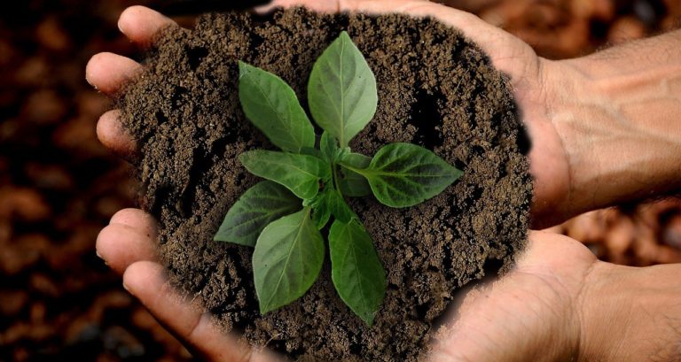 Serviço Social e Questão Ambiental