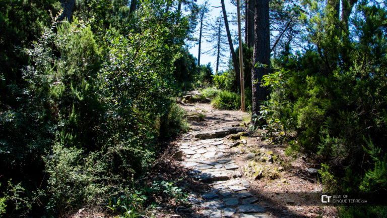 A Função das Trilhas Ecoturísticas
